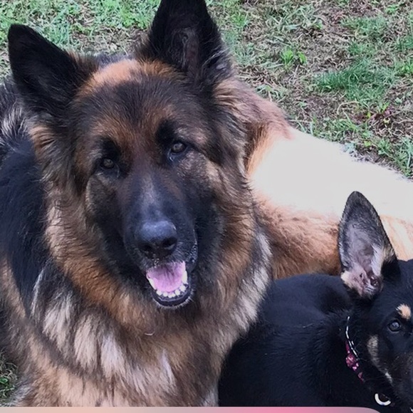 Meet your Posher, Carolyn - Picture 1 of 1